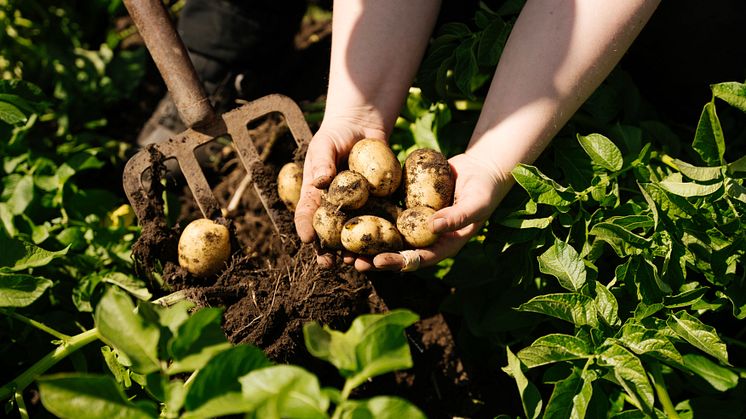 Potatis-Foto-Larsviken