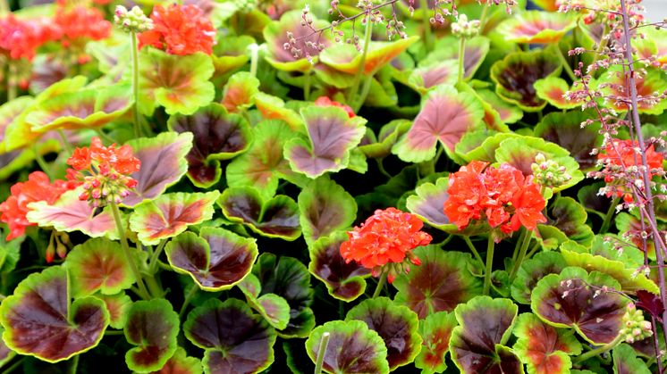 Pelargonium Brocade ´Fire´