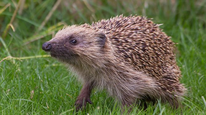 COMMENT: Disappearing hedgehogs show familiarity may be a curse