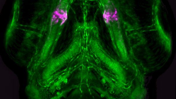 A regulatory DNA sequence preserved in jawed vertebrates labels the jaw joint cells (magenta) on the background of craniofacial cartilages and blood vessels (green) in the head of living zebrafish larva, seen from below. Photo/image: Laura Waldmann