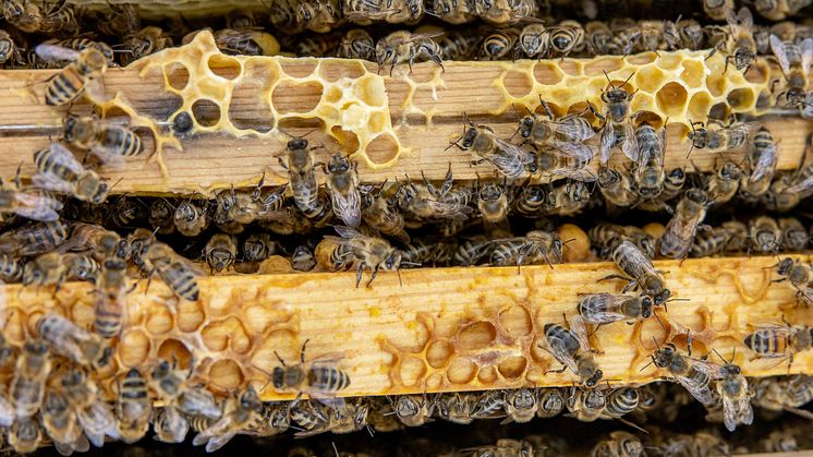 Bienen Lüneburg