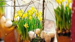 Påskens underbara lökblommor