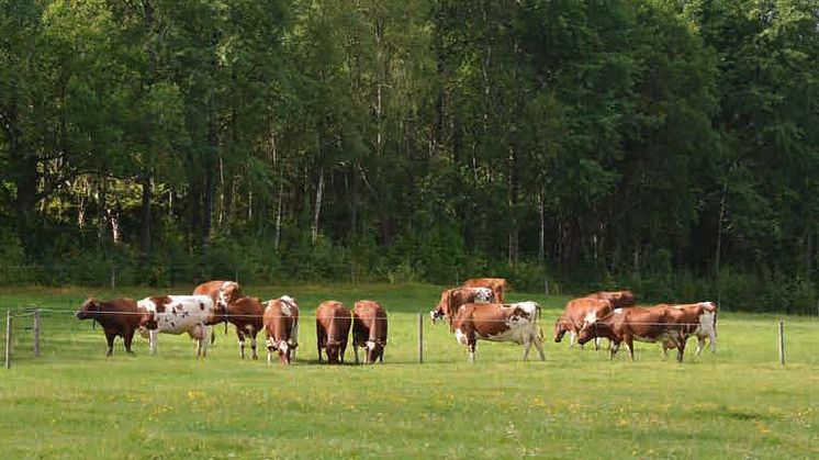 Svensk mjölkproduktion är världsledande på klimatsmart mjölkproduktion 