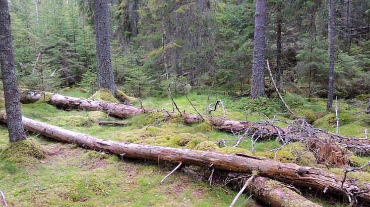 I Rostbergets naturreservat finns det gott om långsamt döende granar. Det gör området till en populär boplats för bland annat bastborren. Foto: Länsstyrelsen i Dalarnas län