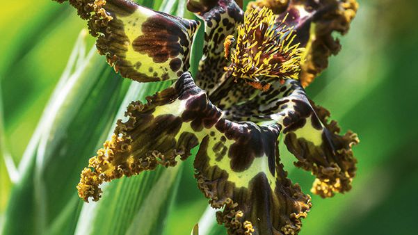 Ferraria crispa Blomsterlandet 2023