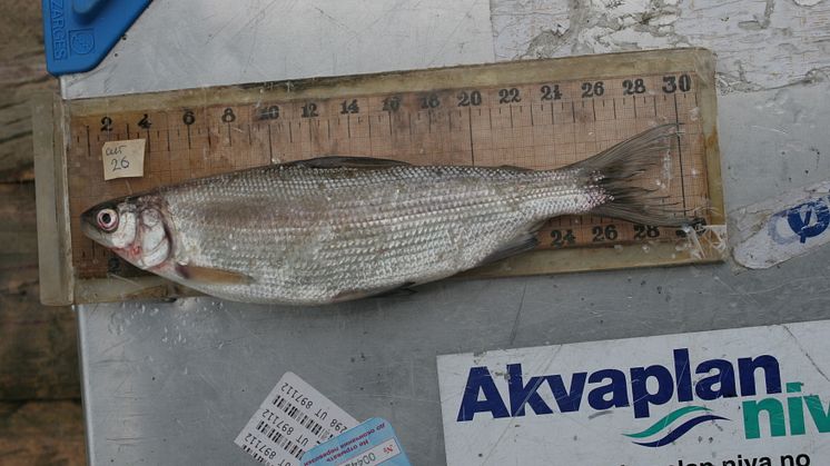 Måling av ferskvannsfisk