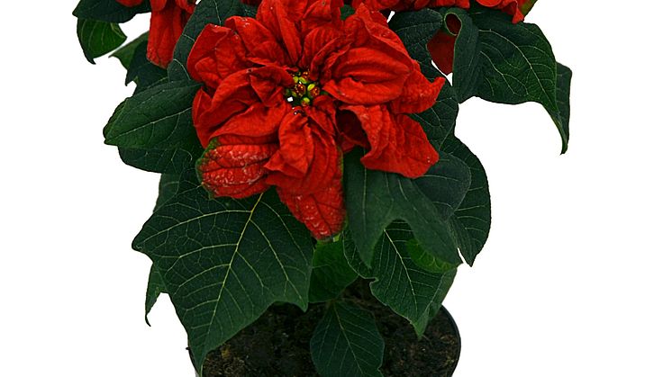 Lucka nr 24 - Dubbelblommande Julstjärna i en Blomstrande Julkalender