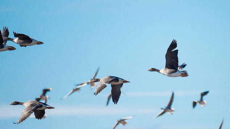 Ökad förekomst av vilda fåglar som utgör en reservoar för fågelinfluensaviruset bidrar till att riskerna ökar. Foto: Susanne Lindholm/Scandinav bildbyrå