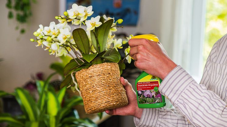 NOVEDAD: Spruzit® RTU Natural Insecticida Orquídeas