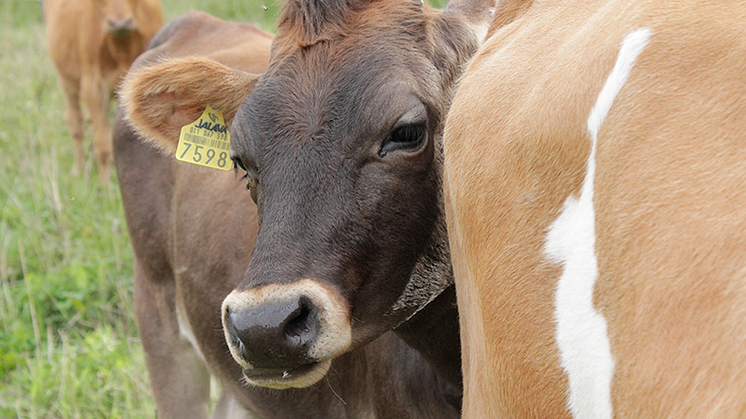 Arla Oy keskustelee maidontuottajiensa kanssa