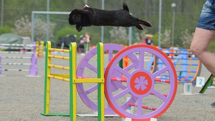 Kaninhoppning