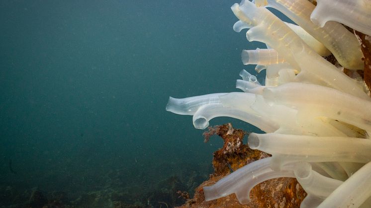 Tunikat - Ciona intestinalis (Foto: Pronofa AS)