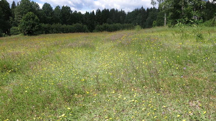Naturreservatet Svartbäcksmåla