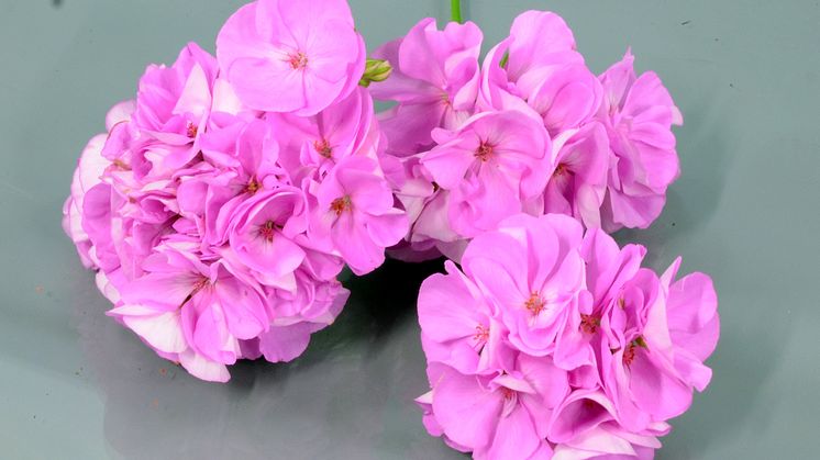 Årets Pelargon 2024 Pelargonium Lavina produktbild SydGrönt (20)