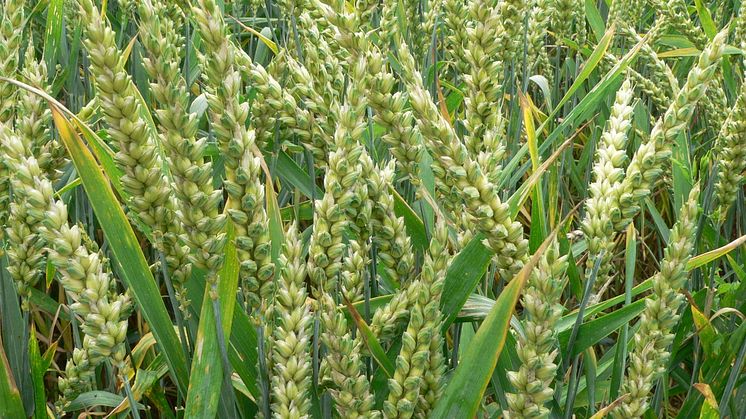 In an open letter Swedish scientists call for an expedited change of EU:s legislation about genetically modified organisms. Foto: David Monniaux