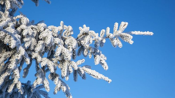 Syntolkning: Gran med frost och snö och blå himmel.