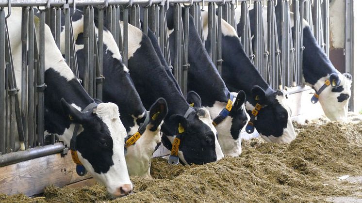 Svensk djurproduktion är utsatt för kritik, kriminalitet och hot. I en stor enkätundersökning tillfrågas nästan 10 000 djurägare om sina erfarenheter. Foto: Marianne Persson