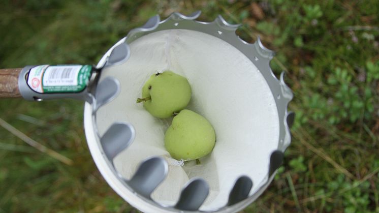 Äppelplockare