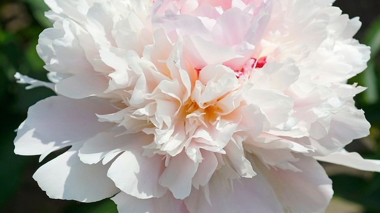 Luktpion 'Alertie' - Blomsterlandet 2023
