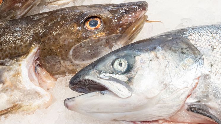 Spanjoler er tradisjonelle fiskekjøpere. De foretrekker ferskfiskdisken og vil helst se hele fisken før de kjøper den