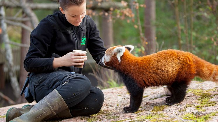 Kolmården uppmärksammar internationella dagen för röd panda