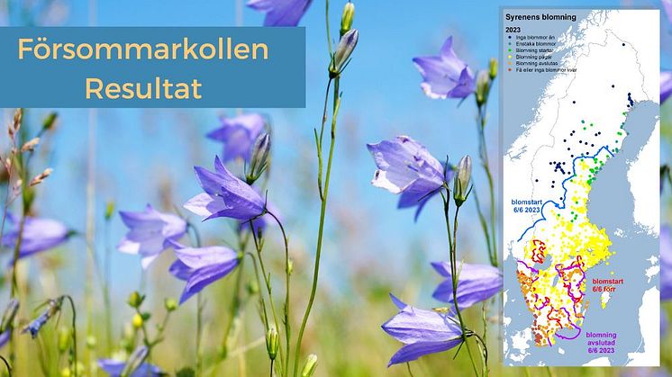 Så blommade nationaldagen enligt Försommarkollen