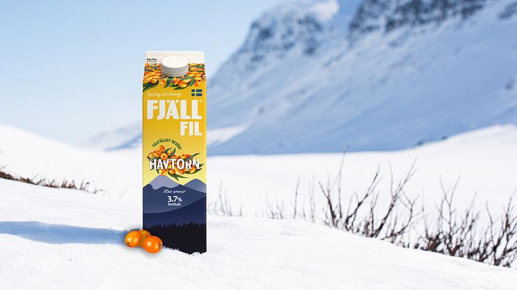 Taggigt, svårplockat och…alldeles underbart: Superbäret havtorn på tillfälligt besök hos Fjällfil