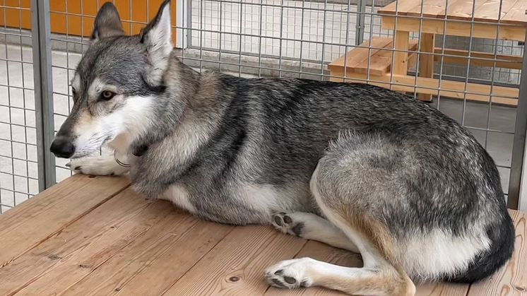 Jordbruksverket arbetar med att uppdatera det nuvarande regelverket som förbjuder hållande, förmedling och försäljning av varghybrider, för att reglerna inte ska kunna tolkas på olika sätt. Foto: Hundstallet 