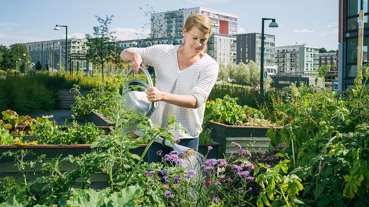 Bostadsrättsföreningarna planterar för ökad hållbarhet som aldrig förr
