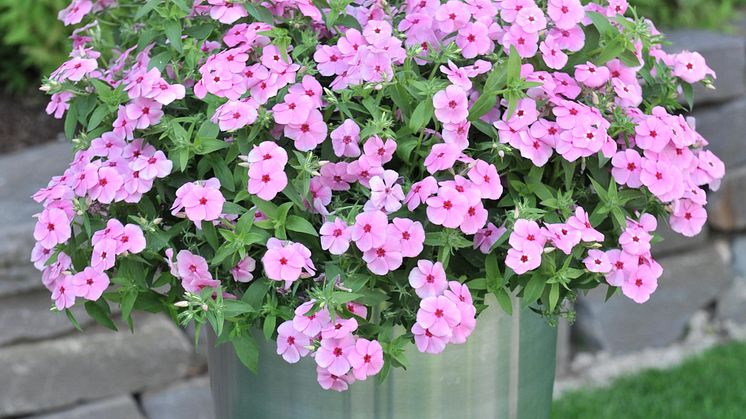 Sommarflox
