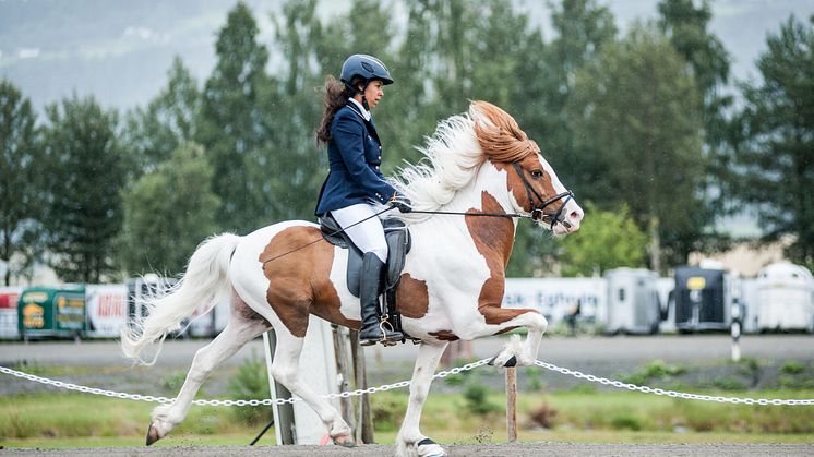 Toppur frá Auðsholtshjáleigu och Jamila Berg
