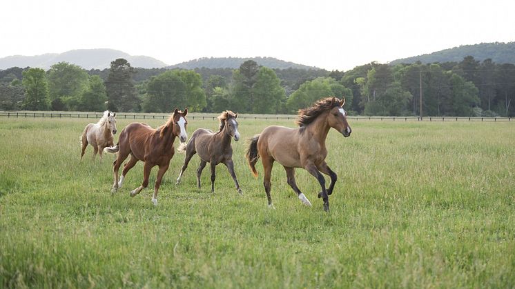 220513 Horse 05679 RS27.jpg