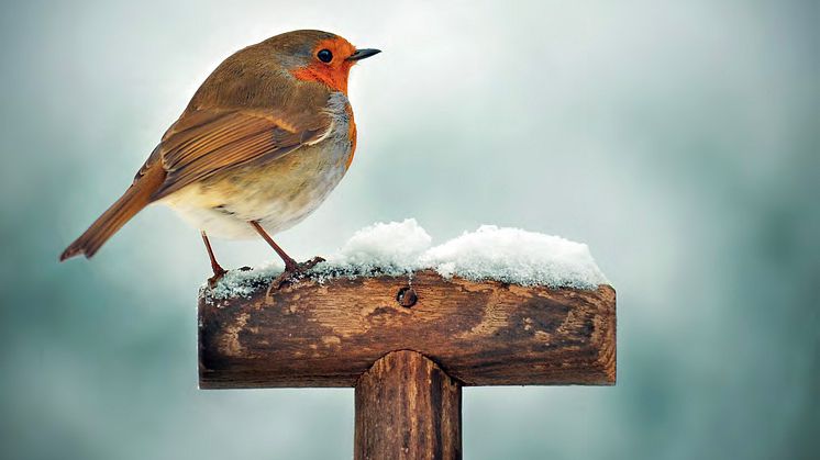 Les oiseaux sauvages sont, eux aussi, très perturbés par les feux d’artifice : paniqués, ils prennent la fuite. Après une telle frayeur, il arrive souvent qu’ils ne retournent plus du tout dans leurs lieux habituels de nidification et de repos.