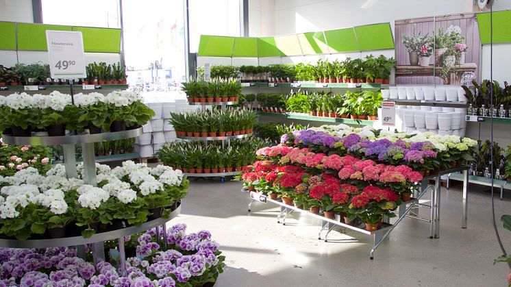 Nu öppnar Blomsterlandet sin 60:e butik och det sker i Lund torsdagen 21 mars. (Foton är taget i en annan av trädgårdskedjans butiker.)