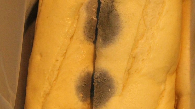 SE 18.16 Mouldy bread image 2