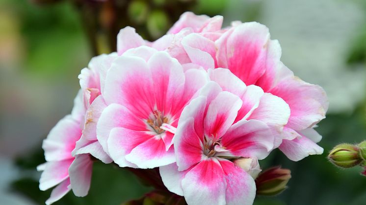 Årets Pelargon 2014 - Pelargonium x hortorum  MOONLIGHT-SERIEN 'Katy 13'