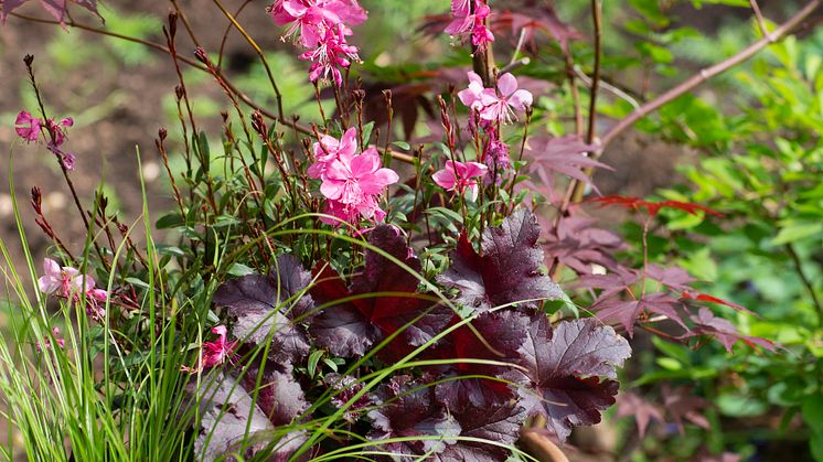 Gaura 2018 Foto@annikasnaturligating   (9)