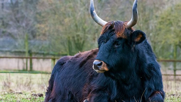 Uroxarna i Skånes Djurpark har fått ett helt nytt hägn där den ”rekonstruerade” uroxen, får en framträdande plats. Uroxen försvann från Sverige redan på 1000-talet och dog ut i Europa 1627.