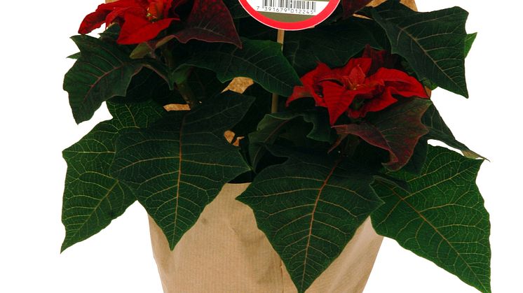 Lucka nr 4 - Julstjärnan Signe i en Blomstrande Julkalender