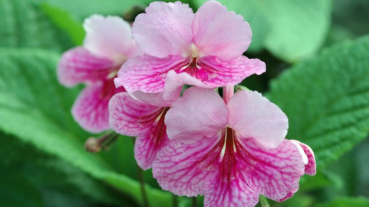 Streptocarpus Princesse