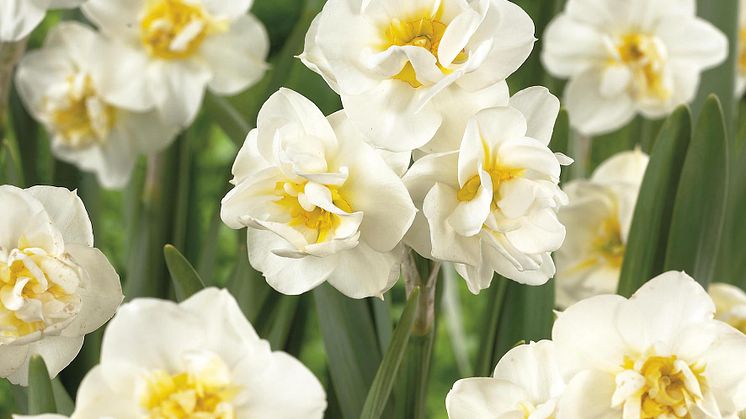 Narciss White Cheerfulness
