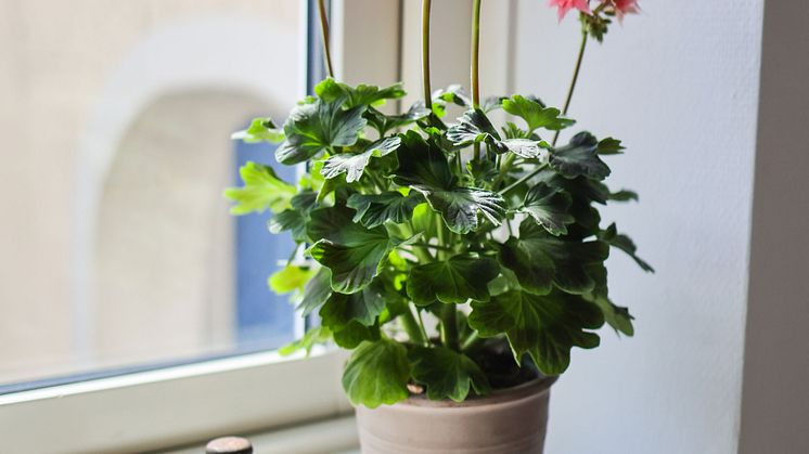 Årets Pelargon 2025 Pelargonium Summer Twist Rose foto SydGrönt (8).jpg