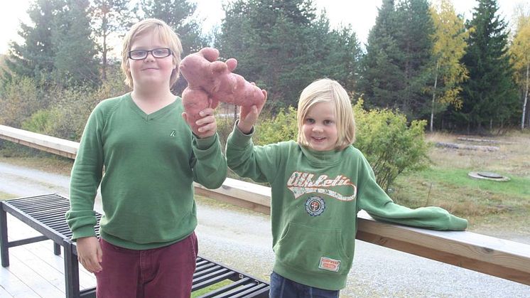 Tävla om Sveriges största potatis