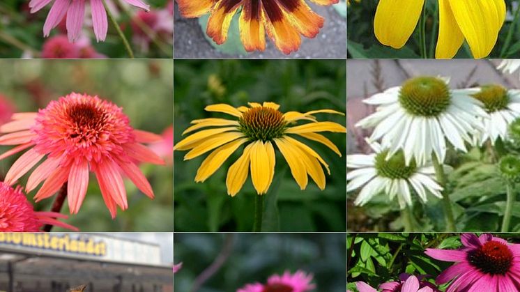 Rudbeckia - en sensommarfavorit!