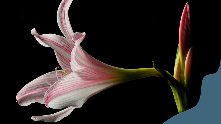 fotografi på amaryllis mot svart bakgrund