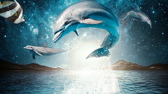 Pressinbjudan - Pressvisning av nya delfinshowen Life