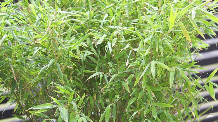 Bambu