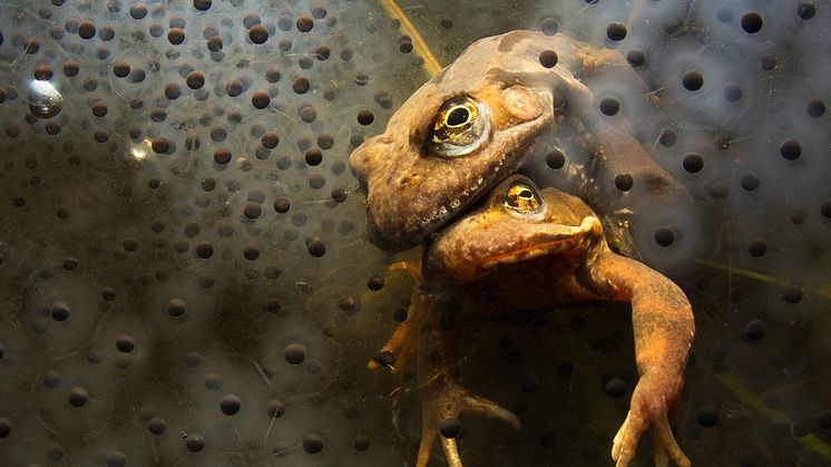 ​Se de prisbelönta bilderna från Årets naturfotograf 2013 