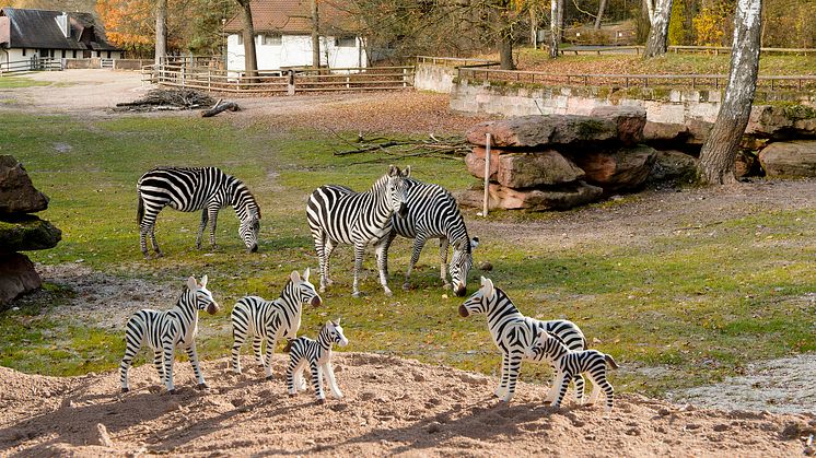 Tierischer Ferienspaß: PLAYMOBIL und der Tiergarten Nürnberg laden zum großen Zoo-Quiz ein