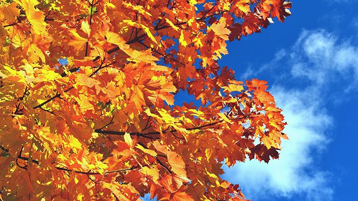 So schön es am Baum auch ist, kann das Herbstlaub am Boden Probleme bereiten.  Foto: Andreas Hermsdorf / pixelio.de 